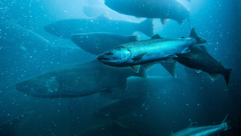 Facing record mortality, are Norwegian salmon healthy ?