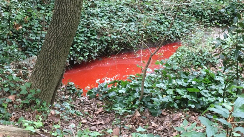 “I was walking my dog ​​and the color was surprising”: the water of the Lez mysteriously turns bright red north of Montpellier