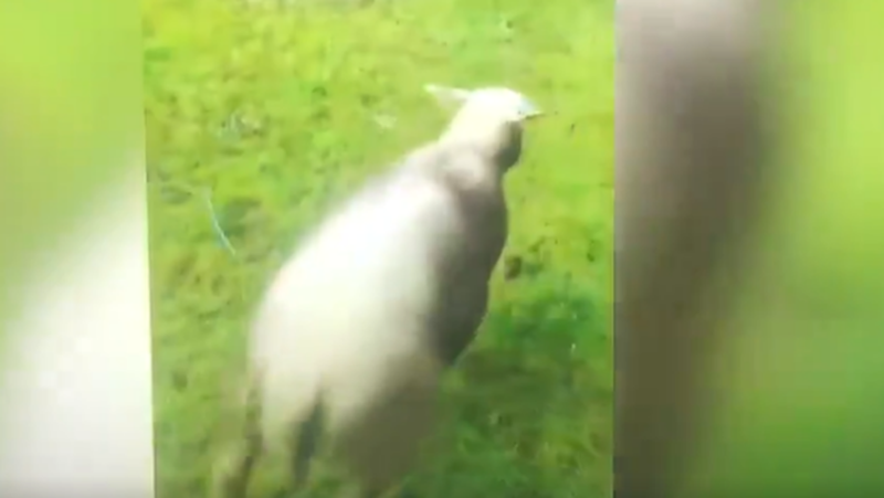 Children mistreat and kill a sheep in front of their laughing parents, the video causes a scandal