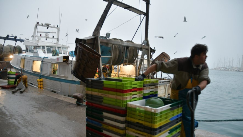 “We’re not going to die!” : modernization, small trades, decarbonization... what future for the Sète fish market ?