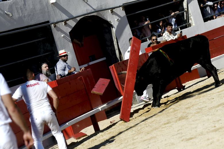 In sand and sweat, Ziko Katif flies over the Alès arenas for the Camargue feria race