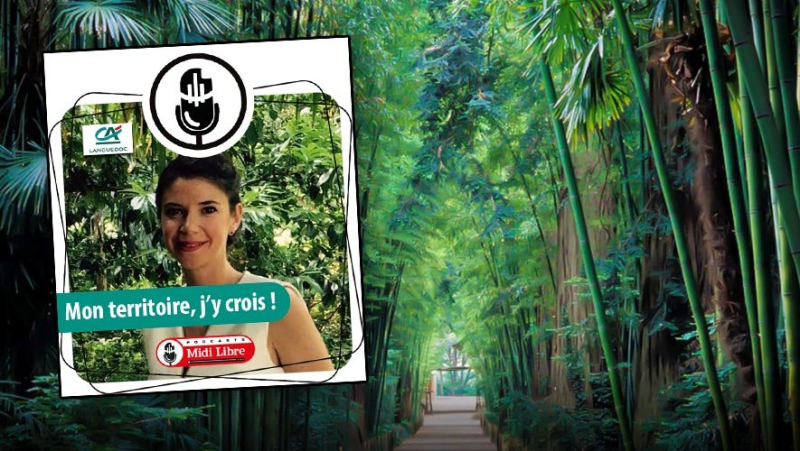 PODCAST. Plant-based and historical journey across the five continents to the bamboo grove in the Cévennes, a legacy of passion