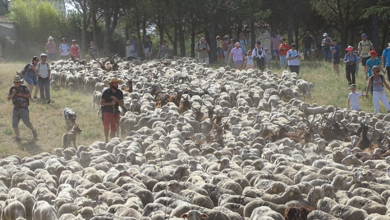 The transhumance from Bezouce to Cabrières