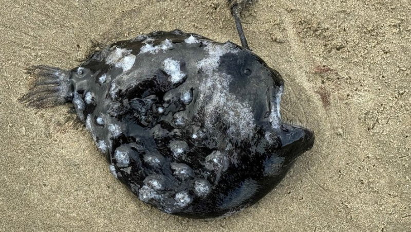 A sea creature rarely seen by humans: bathers find an angler fish washed up for the first time on a beach