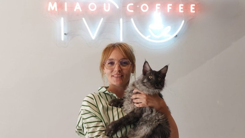 Soon, Miaou Coffee, the first cat bar in Béziers, will open its doors