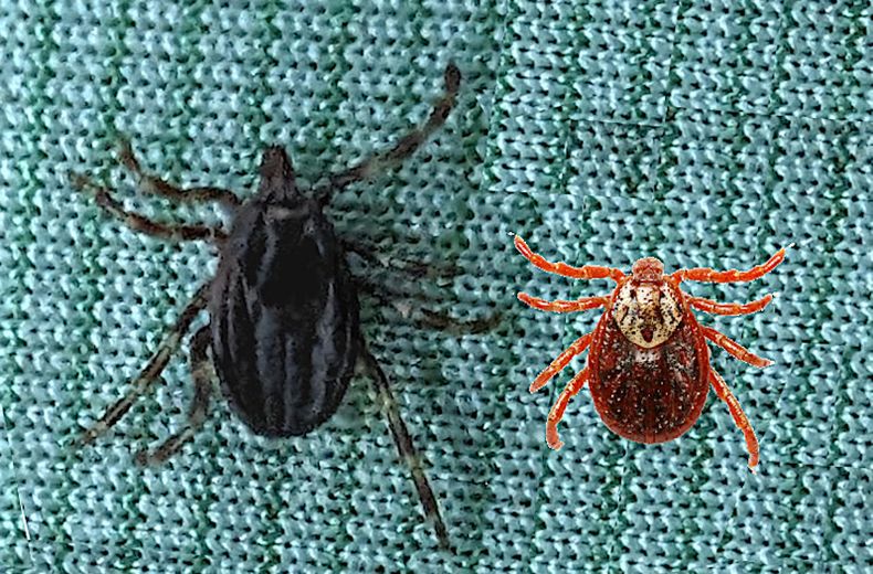 It is distinguished by its great speed when looking for prey: what do we really know about the giant tick spotted in the Gard ?