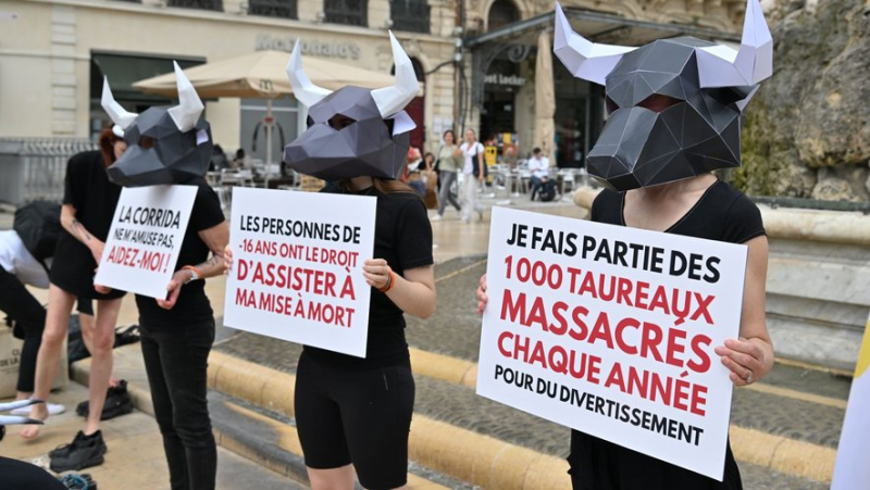 Organization of bullfights near Montpellier: the town of Pérols rejected by the administrative court