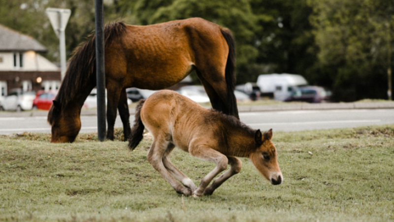 “He’s not going to have breast milk”: his baby pony disappears in the middle of the night, a car engine heard