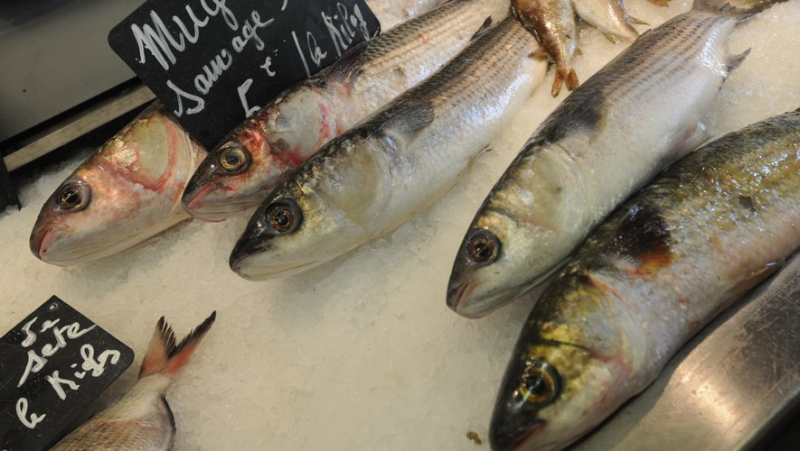 “Salmon is expensive, other products are accessible”: ways to encourage fish consumption