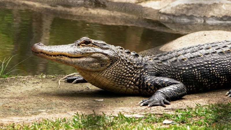 She hadn&#39;t returned from her walk: the body of a missing woman discovered in the mouth of an alligator