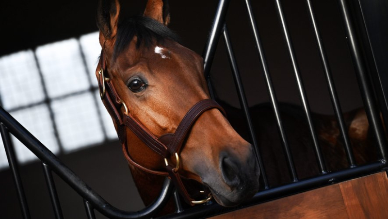 Drama in Calvados: a stud farm embraces, nearly 70 racing horses are said to have died in the fire