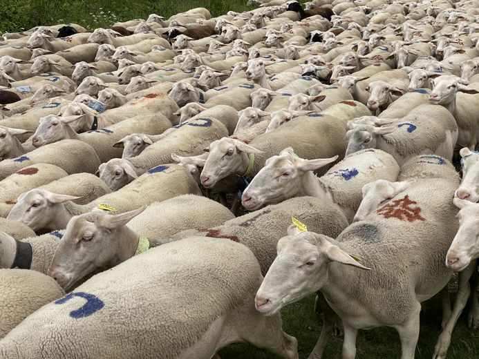 2,497 sheep passed through the crowd before returning to their 800 hectares of summer pasture on Mont Lozère