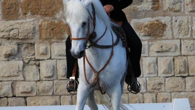 Équitation : Caroline Mazoyer, travail et tradition