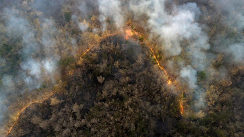 Extreme forest fires have doubled in the last 20 years around the world: global warming due to human activity could be the cause