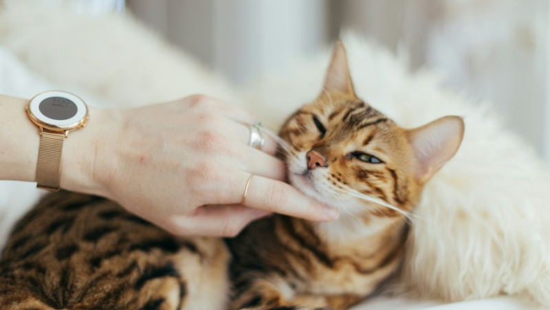 What is CatsMe!, this application that can detect a cat&#39;s pain ?