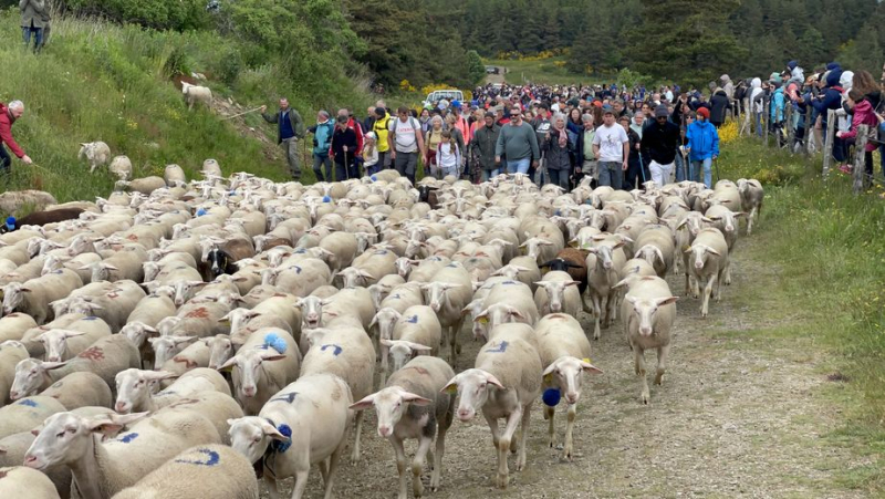 2 497 brebis ont traversé la foule avant de rejoindre leurs 800 hectares d'estive sur le mont Lozère