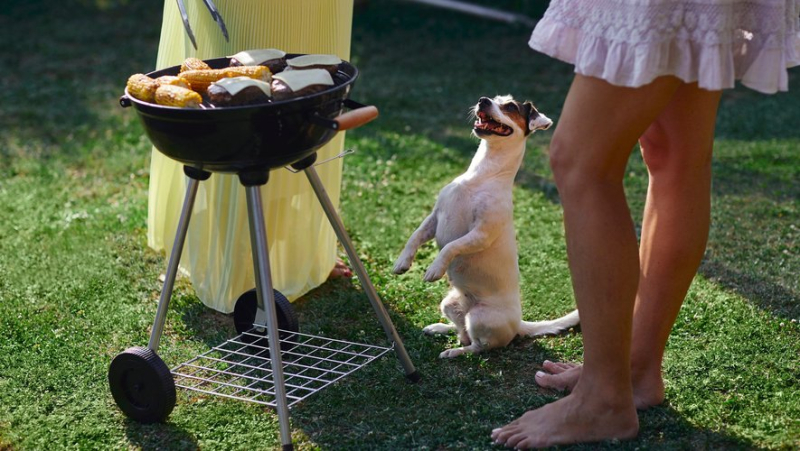 What are the best practices to adopt to protect your animal during a barbecue ?
