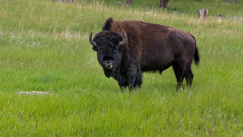 “He wanted to defend his territory”: an 83-year-old woman gored by a bison, an animal considered “dangerous and wild”