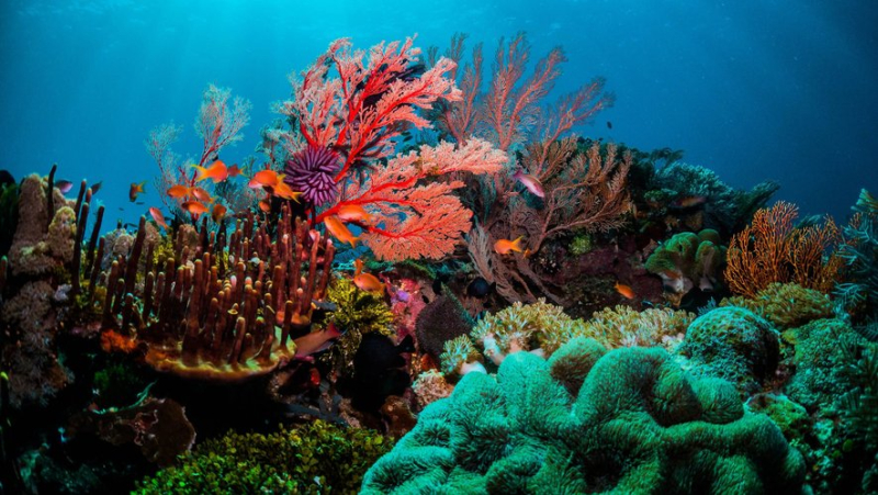 What is this new tool that allows you to predict disease risks to better protect corals ?