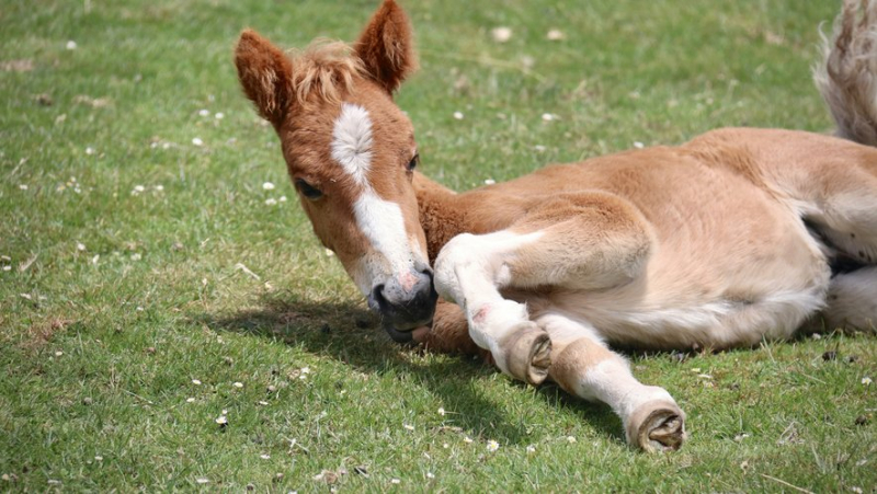 “We’re not going to abandon him”: Oplah, the premature foal in need of life-saving surgery, is creating buzz on TikTok