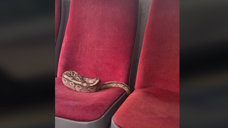 VIDEO. He takes the bus and forgets his pet on a seat: passengers evacuated because of the presence of a python