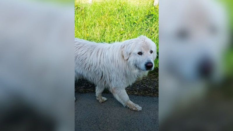 After 82 days on the run, a dog is found 300 km from home thanks to a message posted on a Facebook group