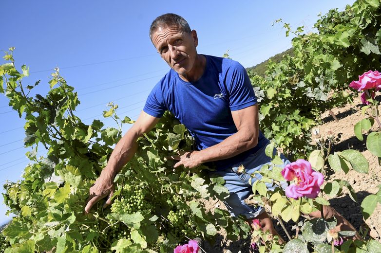 En immersion avant les législatives : parachutage de Poutou, crise agricole, ancrage du RN… dans l’Aude, un sentiment de "chaos"