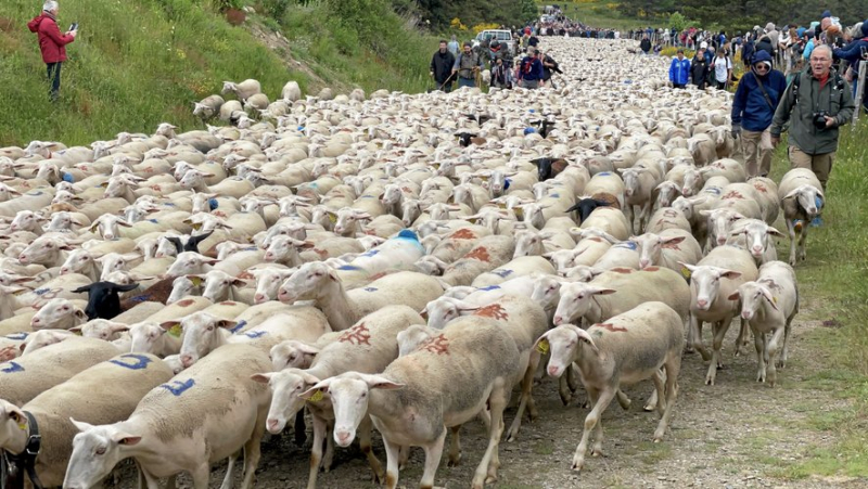 2 497 brebis ont traversé la foule avant de rejoindre leurs 800 hectares d'estive sur le mont Lozère
