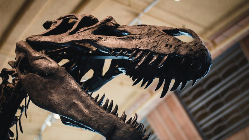 Three young children discover remains of an &#39;extremely rare&#39; T-Rex while walking