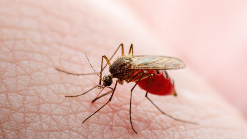 Mosquito bites during the summer, discover three simple and natural tips to scare them away