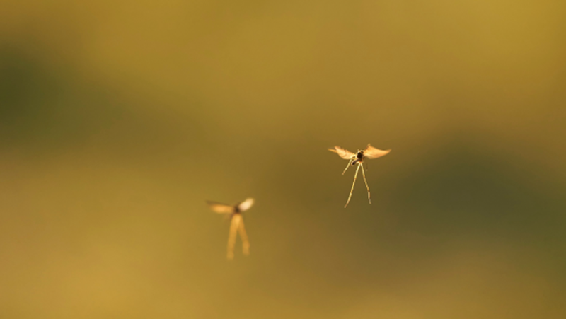 Treatments, prevention, after-effects, tourism, trade… mosquitoes cost us billions of euros