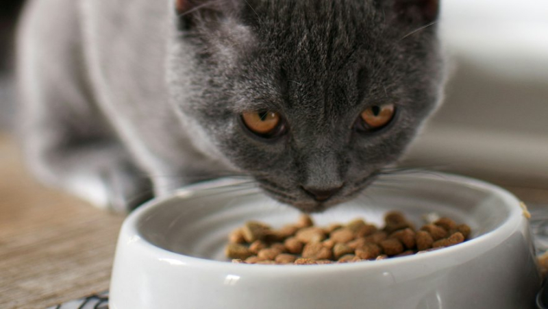 Product recall: be careful, these cat kibbles sold by Carrefour contain traces of Salmonella