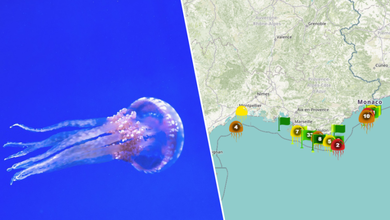 Are there jellyfish where you are going to swim ? Discover the map to choose your beach and avoid stings