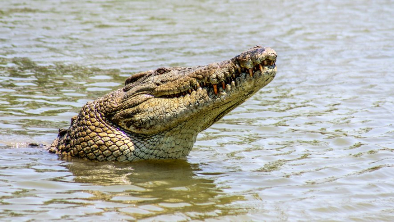 Swimming turns into drama: 12-year-old teenager missing, potentially “attacked by a crocodile” according to police