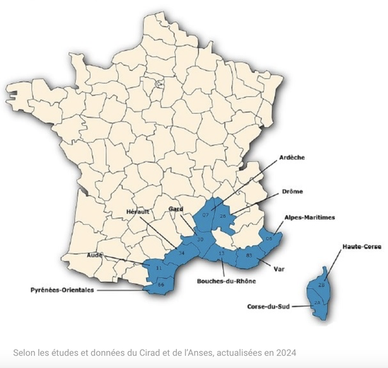 "Giant ticks" invade the South of France: which departments in Occitanie are most affected by this dangerous pest ?