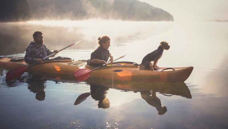 Discover four sports activities to do with your dog during the summer holidays