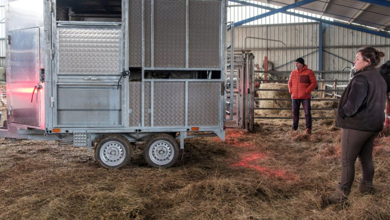 Marion Welch, éleveuse de bovins et porcins à Fraïsse-sur-Agoût, dans l'arrière-pays de Béziers, expérimente l’Abat’Mobile