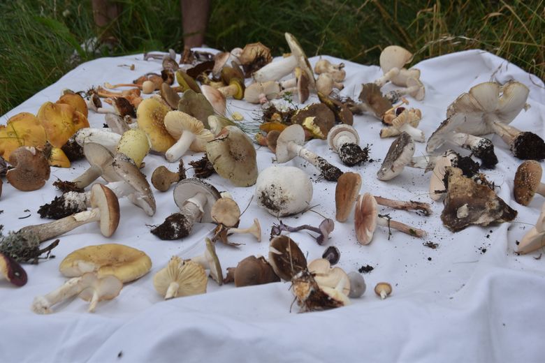 Before the autumn arrival of the porcini mushrooms, the mycological walk is a hit in Mont-Lozère