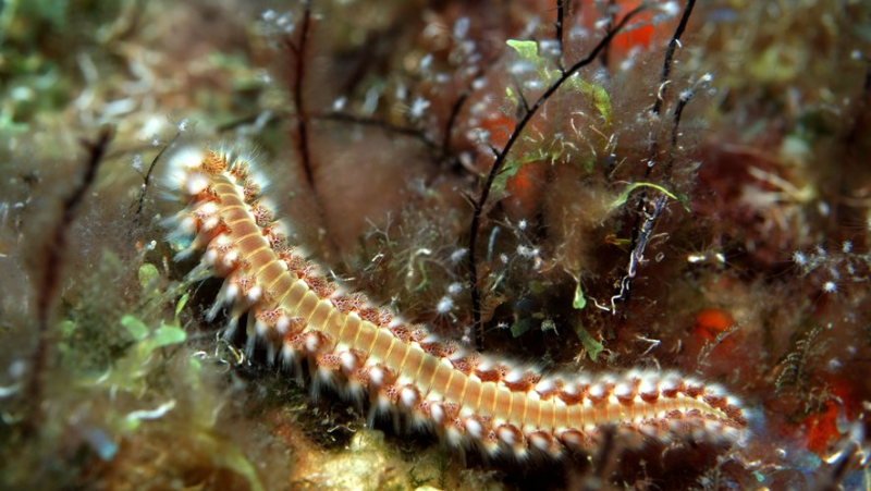 Stinging venom, hard to kill and voracious... why the proliferation of fireworms in the Mediterranean is worrying ?