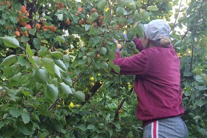 Dawn workers: seasonal agricultural workers in the orchards in Beaucaire to harvest the fruits