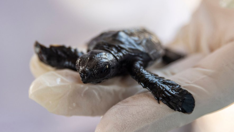 “It’s up to us to learn to live in harmony with nature”: the baby boom of sea turtles on the Turkish coasts