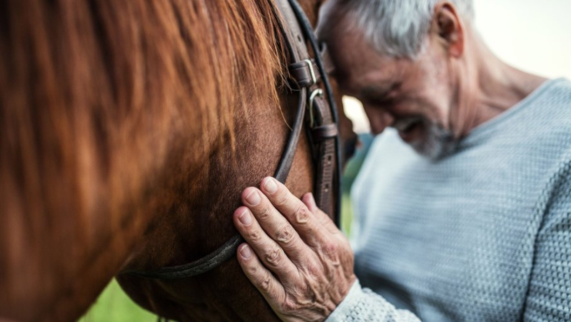 What if horses helped people with Alzheimer’s disease ?