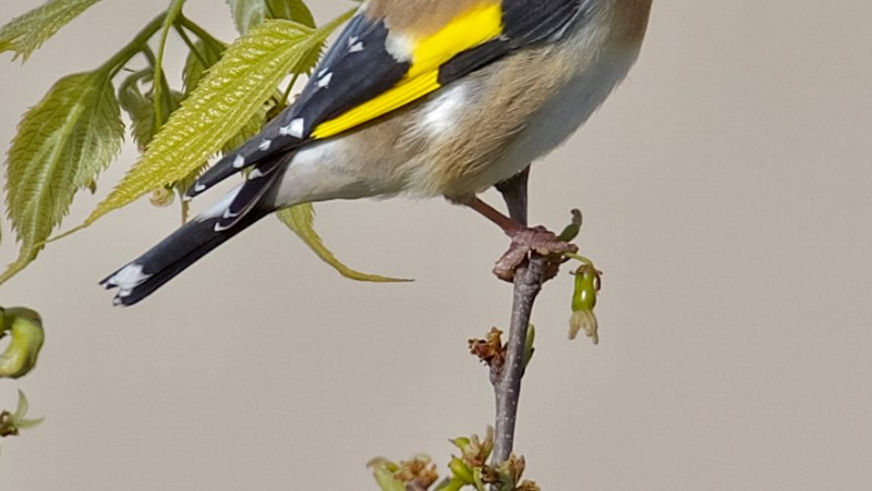 The birds of Gard: the European goldfinch, this nester with an unparalleled song