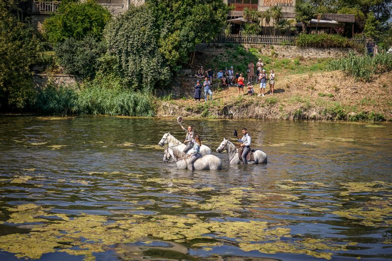 À l’occasion de la gaze de Sommières, les chevaux ont investi le Vidourle ce samedi matin