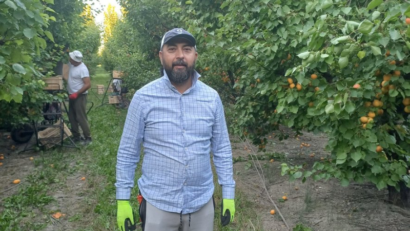 Dawn workers: seasonal agricultural workers in the orchards in Beaucaire to harvest the fruits