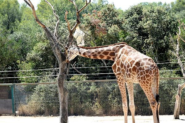 Sortir à Montpellier : Villon plage, zoo, lundi gourmand, rétro Sean Baker… des idées pour ce lundi 29 juillet