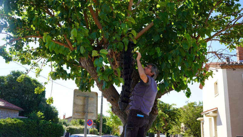 Research underway in Frontignan to eradicate the "mulberry tree killer"