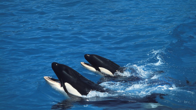 “We didn’t expect it”: a couple of tourists are attacked by two orcas off the French coast