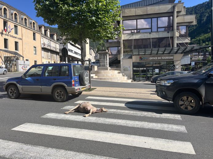 Anti-wolf action: Rural Coordination places a dead sheep and an injured sheep on Boulevard de Mende