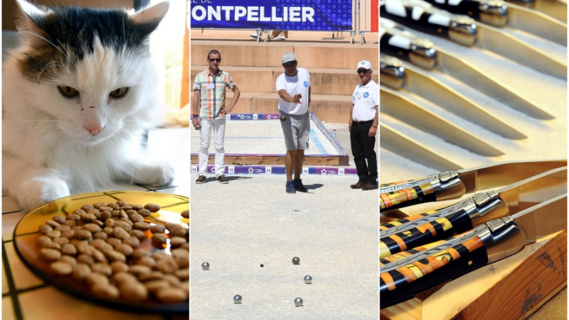 27 tonnes of kibble, pétanque stars, victory for Laguiole... the essential news in the region